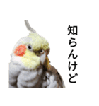 オカメインコのそらちゃんスタンプ（個別スタンプ：11）
