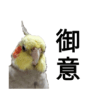 オカメインコのそらちゃんスタンプ（個別スタンプ：12）