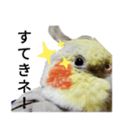 オカメインコのそらちゃんスタンプ（個別スタンプ：14）