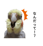 オカメインコのそらちゃんスタンプ（個別スタンプ：15）