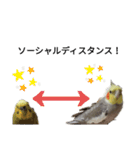 オカメインコのそらちゃんスタンプ（個別スタンプ：16）