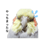 オカメインコのそらちゃんスタンプ（個別スタンプ：17）