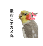 オカメインコのそらちゃんスタンプ（個別スタンプ：18）