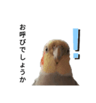 オカメインコのそらちゃんスタンプ（個別スタンプ：19）