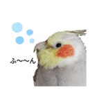 オカメインコのそらちゃんスタンプ（個別スタンプ：20）