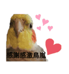 オカメインコのそらちゃんスタンプ（個別スタンプ：21）