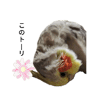 オカメインコのそらちゃんスタンプ（個別スタンプ：22）