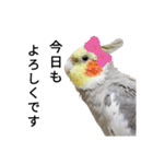 オカメインコのそらちゃんスタンプ（個別スタンプ：23）