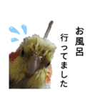 オカメインコのそらちゃんスタンプ（個別スタンプ：24）