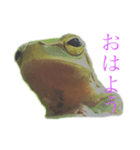庭のカエル（個別スタンプ：2）