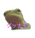 庭のカエル（個別スタンプ：3）