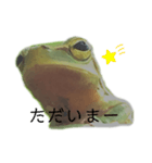 庭のカエル（個別スタンプ：4）
