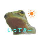 庭のカエル（個別スタンプ：6）