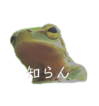庭のカエル（個別スタンプ：8）
