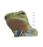 庭のカエル（個別スタンプ：10）