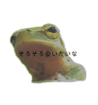 庭のカエル（個別スタンプ：16）