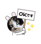 どうぶつ 猫（個別スタンプ：1）