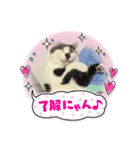どうぶつ 猫（個別スタンプ：3）