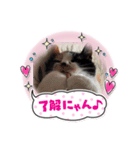 どうぶつ 猫（個別スタンプ：5）