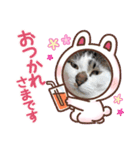 どうぶつ 猫（個別スタンプ：6）