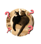 シンバとサンバ 2（個別スタンプ：2）