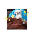 愛犬(マルチーズ)オリジナルスタンプ（個別スタンプ：1）