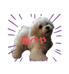 愛犬(マルチーズ)オリジナルスタンプ（個別スタンプ：2）