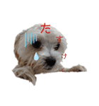 愛犬(マルチーズ)オリジナルスタンプ（個別スタンプ：3）