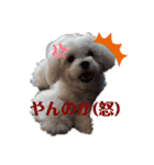 愛犬(マルチーズ)オリジナルスタンプ（個別スタンプ：4）