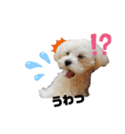 愛犬(マルチーズ)オリジナルスタンプ（個別スタンプ：5）