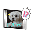 愛犬(マルチーズ)オリジナルスタンプ（個別スタンプ：6）