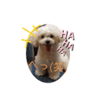 愛犬(マルチーズ)オリジナルスタンプ（個別スタンプ：7）