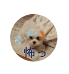 愛犬(マルチーズ)オリジナルスタンプ（個別スタンプ：8）