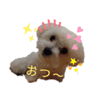 愛犬(マルチーズ)オリジナルスタンプ（個別スタンプ：9）