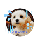 愛犬(マルチーズ)オリジナルスタンプ（個別スタンプ：10）