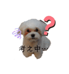 愛犬(マルチーズ)オリジナルスタンプ（個別スタンプ：11）