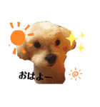 愛犬(マルチーズ)オリジナルスタンプ（個別スタンプ：12）