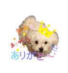 愛犬(マルチーズ)オリジナルスタンプ（個別スタンプ：13）