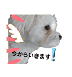 愛犬(マルチーズ)オリジナルスタンプ（個別スタンプ：14）