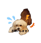 愛犬(マルチーズ)オリジナルスタンプ（個別スタンプ：15）