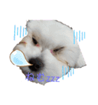愛犬(マルチーズ)オリジナルスタンプ（個別スタンプ：20）