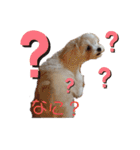 愛犬(マルチーズ)オリジナルスタンプ（個別スタンプ：21）