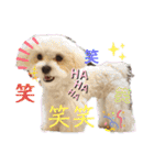 愛犬(マルチーズ)オリジナルスタンプ（個別スタンプ：22）