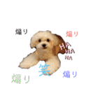 愛犬(マルチーズ)オリジナルスタンプ（個別スタンプ：23）