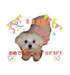 愛犬(マルチーズ)オリジナルスタンプ（個別スタンプ：24）