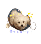 愛犬(マルチーズ)オリジナルスタンプ（個別スタンプ：25）