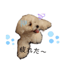 愛犬(マルチーズ)オリジナルスタンプ（個別スタンプ：26）