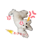 愛犬(マルチーズ)オリジナルスタンプ（個別スタンプ：27）