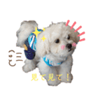 愛犬(マルチーズ)オリジナルスタンプ（個別スタンプ：29）