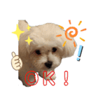 愛犬(マルチーズ)オリジナルスタンプ（個別スタンプ：30）